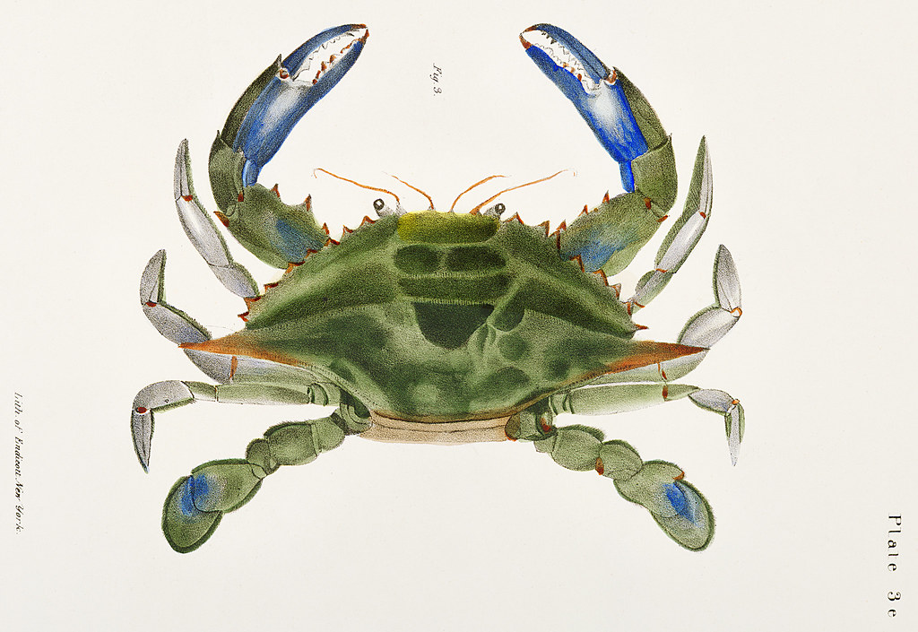 Blue crab taxonomy.
